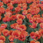 Превью фотоошпалер Поле червоних тюльпанів