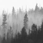 Превью фотообоев Черный лес