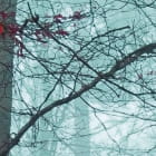 Мініатюра фотошпалер Магічний ліс фрагмент # 1