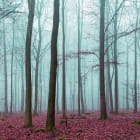 Мініатюра фотошпалер Магічний ліс