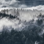 Миниатюра фотообоев Туман в лесу