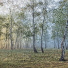 Миниатюра фотообоев Туман в березовом лесу