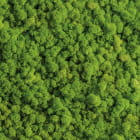 Мініатюра фотошпалер Зелений мох 3Д