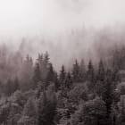 Миниатюра фотообоев Темный лес в тумане