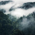 Миниатюра фотообоев Туманы мистического леса