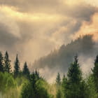 Миниатюра фотообоев Рассвет в туманном лесу