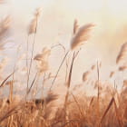 Миниатюра фотообоев Солнечные колоски