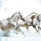 Превью фотоошпалер Три білих коня