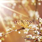 Превью фотоошпалер Метелик на квітучій гілці