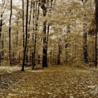 Мініатюра фотошпалер Осіння панорама