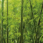 Превью фотоошпалер Непрохідний бамбуковий ліс
