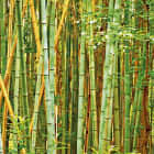 Превью фотообоев Высокий бамбуковый лес