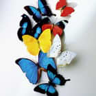Превью фотообоев Разноцветные бабочки