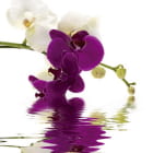 Превью фотоошпалер Чудові орхідеї у воді
