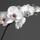 Превью фотоошпалер Ніжні орхідеї