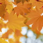 Превью фотообоев Осенние листья