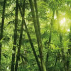 Превью фотоошпалер Ранок у бамбуковому лісі