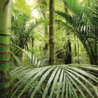 Превью фотообоев Непроходимый тропический лес