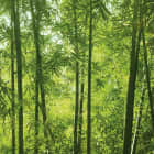 Превью фотообоев Молодой бамбуковый лес