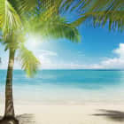 Превью фотообоев Пляж и пальма
