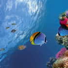 Превью фотообоев Кораллы и рыбы