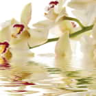 Превью фотообоев Цветы в воде