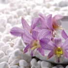 Превью фотоошпалер Орхідеї та білі камені