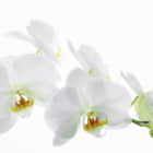 Превью фотоошпалер Білосніжна орхідея