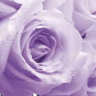 Превью фотоошпалер Фіолетові троянди