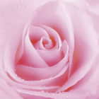 Превью фотоошпалер Красива рожева троянда