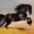Превью фотообоев Чёрная лошадь