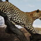 Превью фотоошпалер Леопард на дереві
