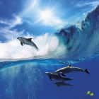Превью фотоошпалер Дельфіни у морі