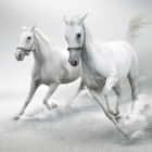 Превью фотообоев Белые лошади