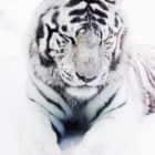Превью фотоошпалер Білий тигр
