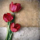 Превью фотообоев Красные тюльпаны