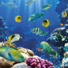Превью фотообоев Рыбы и коралловые рифы