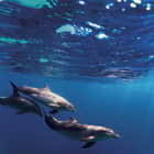 Превью фотоошпалер Дельфіни під водою