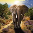 Превью фотообоев Африканский слон