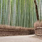 Превью фотообоев Тропа в бамбуковой роще