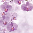 Превью фотоошпалер Яскраві фіолетові орхідеї