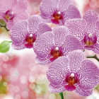 Превью фотоошпалер Красиві пурпурні орхідеї