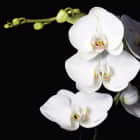 Превью фотоошпалер Біла орхідея