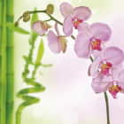 Превью фотоошпалер Рожева орхідея і бамбук