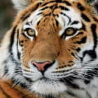 Превью фотоошпалер Сибірський тигр