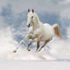 Превью фотоошпалер Красивий білий кінь