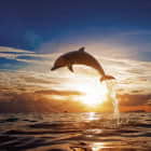Превью фотообоев Красивый дельфин