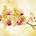 Превью фотообоев Желтые орхидеи