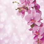 Превью фотоошпалер Блискуча рожева орхідея