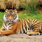 Превью фотообоев Полосатый тигр